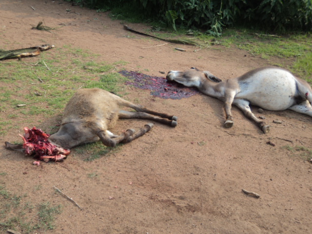 Nuba Mountains war crime victims Sudan Darfur Blue Nile